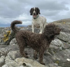 Kate's two dogs