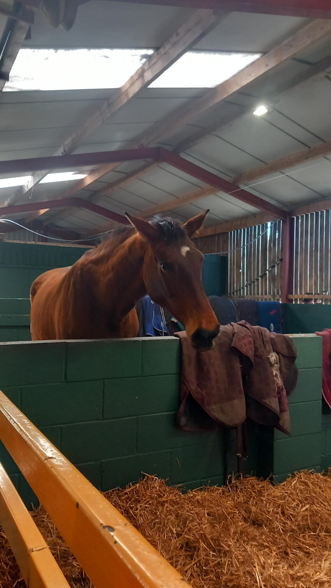 A horse at Farmer Teds