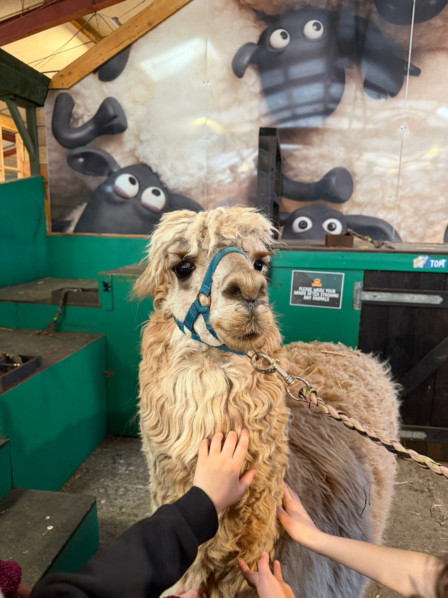 TACT children stroking a llama at Farmer Teds