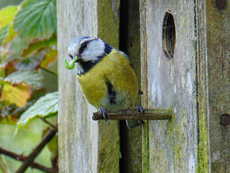 A photo of a bird eating a worm, as taken by a TACT young person