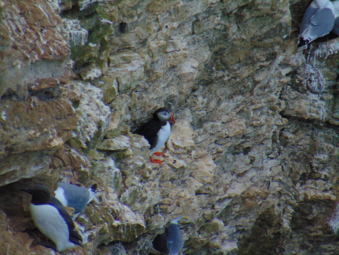 A bird huddled on some rocks, as taken by a TACT young person